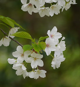 ciliegia selvatica, fiori di ciliegio, bianco, verde, foglia, Karen, carina