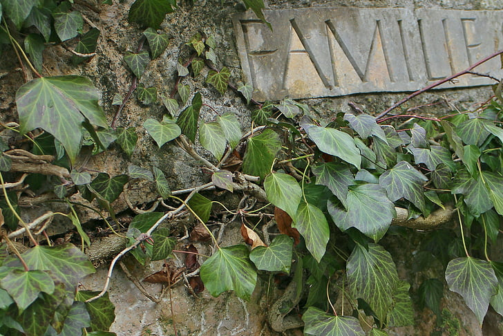 ivy, stone, lettering, family, fouling, ingrowing, green