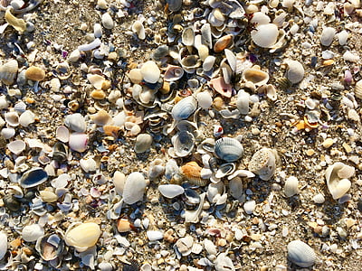 kagyló, Beach, homok, tengerpart, természet, tengeri kagylókból, textúra