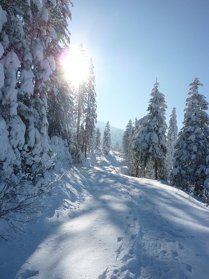 winterse, sneeuw, Bergen, koude, besneeuwde, bos, winter magic