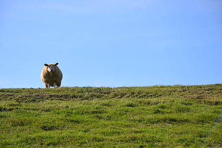 ανάχωμα, PELLWORM, νησί, Βόρεια θάλασσα, στη θάλασσα Wadden, ανάχωμα πρόβατα, πρόβατα