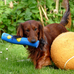 dachshund, dachshund dog, dog, play, pets, grass, one animal