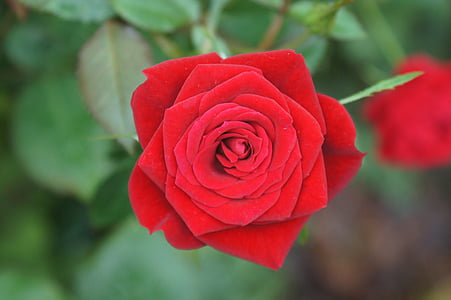 Rožė, raudona rožė, gėlė, raudona, meilė, Romantika, Valentino