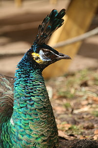 peacock, animal, apenheul, color, bird, animals, feathers