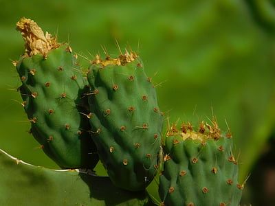 Cactus, vihreä, värit, Gran Canarialla, Canary, Kaktus kukkia