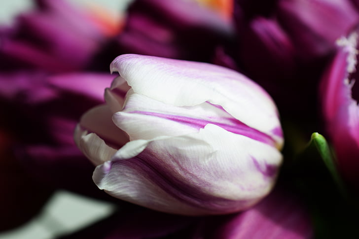 tulipes, printemps, fleur blanche, tendresse, nature, fleur, pétale