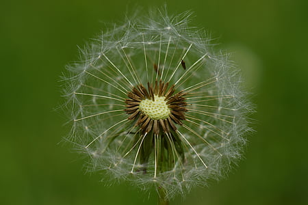 dandelion, wind, nature, seeds, plant, spring, flower