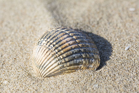 Shell, plajă, nisip, scoici, natura, mare, boabe