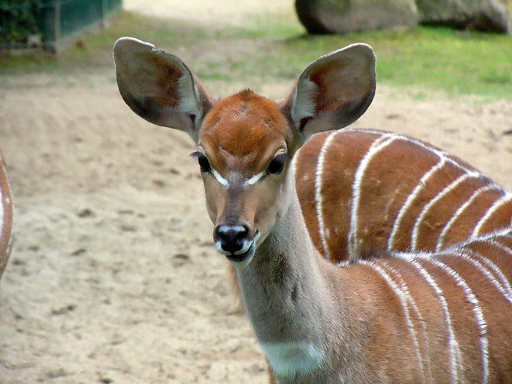 antilopa, mali kudu, kudu, tragelaphus inberbis