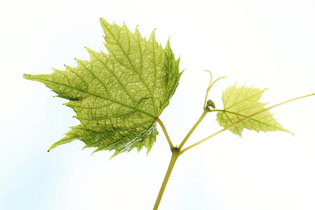 wine leaf, vine, wine, autumn, leaf, colorful, decoration