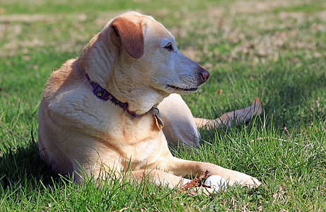 hunden, redning, gul, Labrador, kjæledyr, Skrekkelig, hybrid
