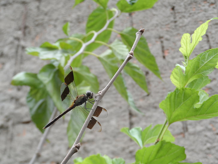 Dragonfly, Dream, insectă