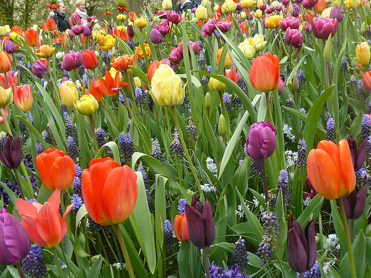 bulbs, spring, mixed, tulip fields, keukenhof, tulips, netherlands
