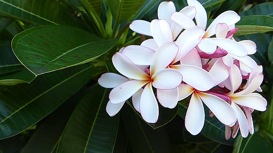 frangipani, цвете, природата