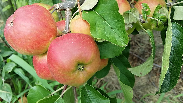 苹果, 夏季, 水果, 弗里施, kernobstgewaechs, 美味, 收获