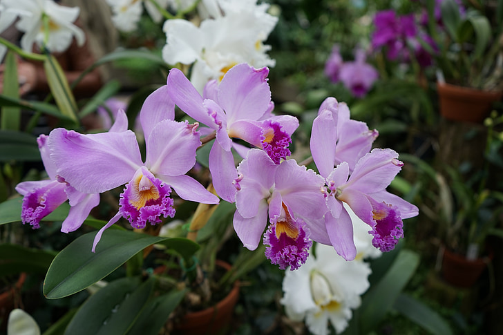 Orchid, bloemen, sluiten, bloem, plant