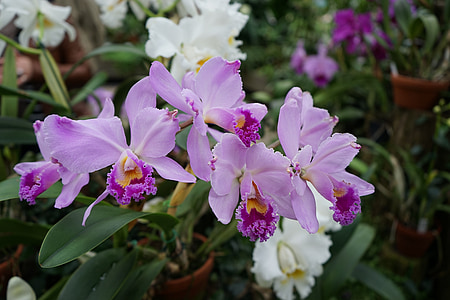 Orchid, kukat, Sulje, kukka, kasvi