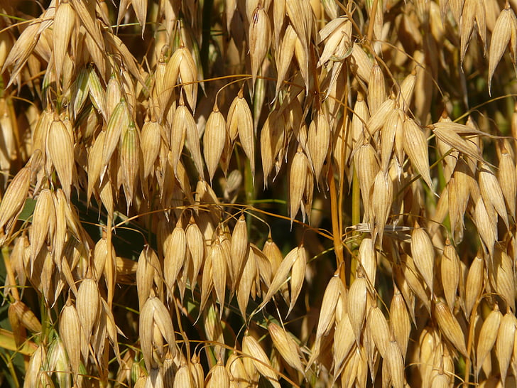 aveia, campo de aveia, culturas arvenses, cereais, grão, campo de milho, agricultura