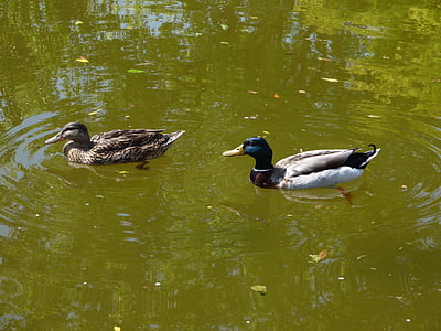зеленоглава патица, природата, двойка, птици, патица, двукрак, клюн