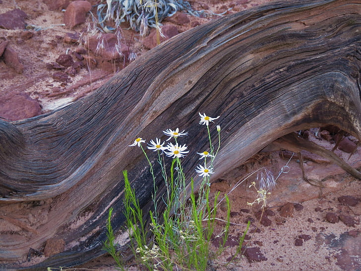 verweerde log, wandelen, witte bloemen, Utah