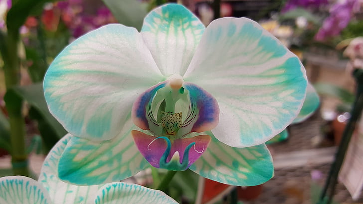 Flóra, orchidea, trópusi, szokatlan, szín, kék, zöld