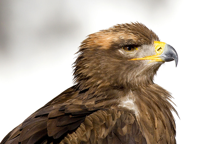 bird of prey, steenarend, eagle, bird, zoo, beak