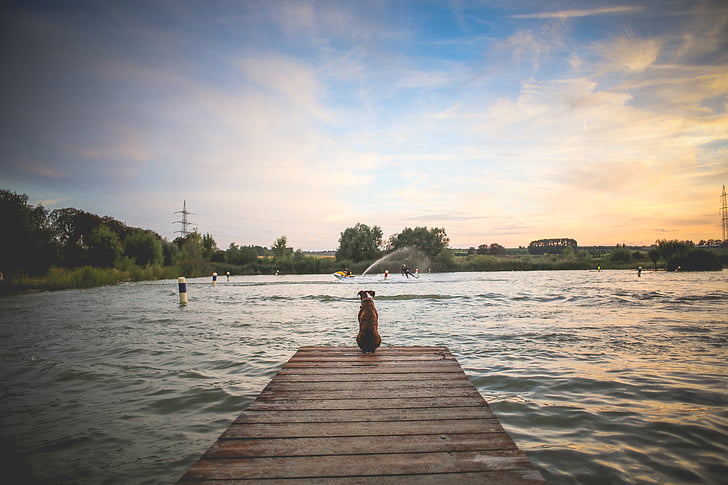 dog, pet, wooden pier, lake, river, wild, water