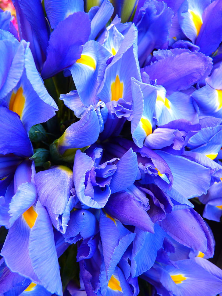 Iris, modra, cvetje, cvet, narave, rastlin, Latica