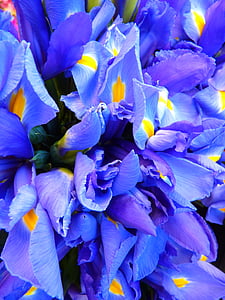 IRIS, bleu, fleurs, fleur, nature, plante, pétale