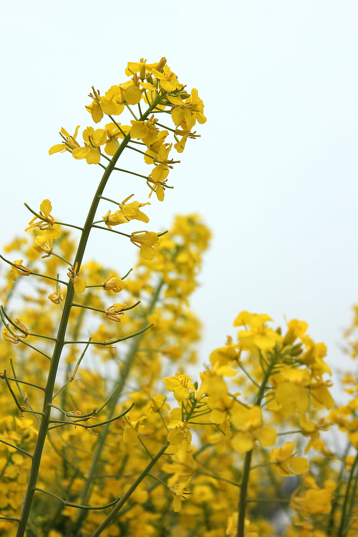 golden yellow, rape, spring, flowers, brilliant, sky