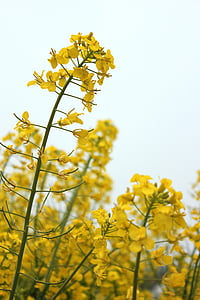 aukso geltonumo spalvos, rapsų, pavasarį, gėlės, Puikus, dangus