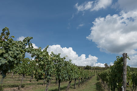 viticultura, vinya, vinya, pendent, natura, tardor, paisatge