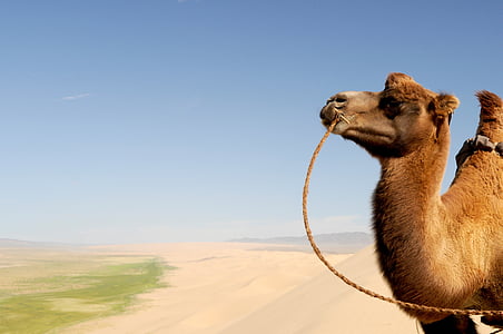 Gobi, desert de, Mongòlia, camell, por, dunes de sorra