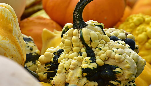 pumpkins, autumn, autumn decoration, harvest, decorative squashes, decoration, orange