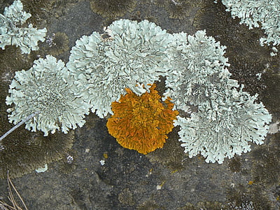 lichens, rock, green, orange, moss, stone, nature