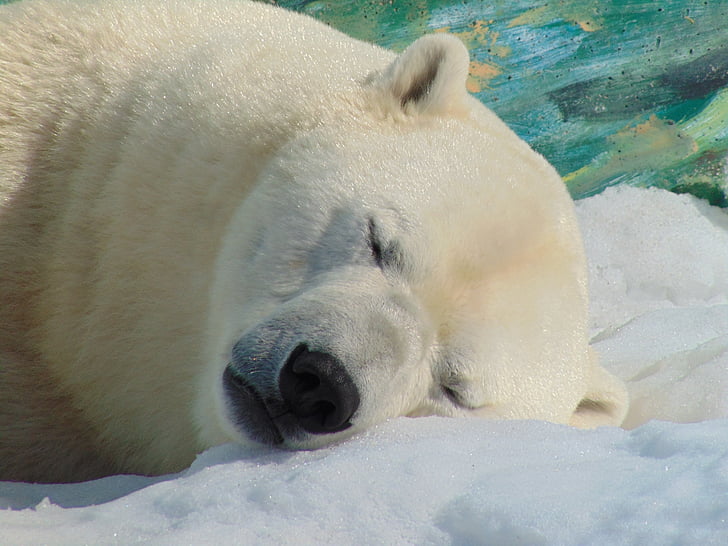 niedźwiedź polarny, Głowica, śnieg, leżącego, zwierząt, pejzaż zimowy, jedno zwierzę