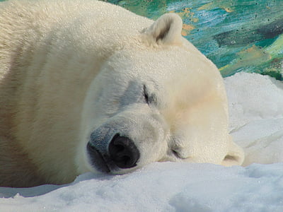 polar bear, head, snow, lying, animal, winter landscape, one animal