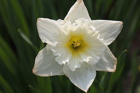 Daffodil, Narcissus, warna kuning muda, bunga, alam, Blossom, kelopak bunga