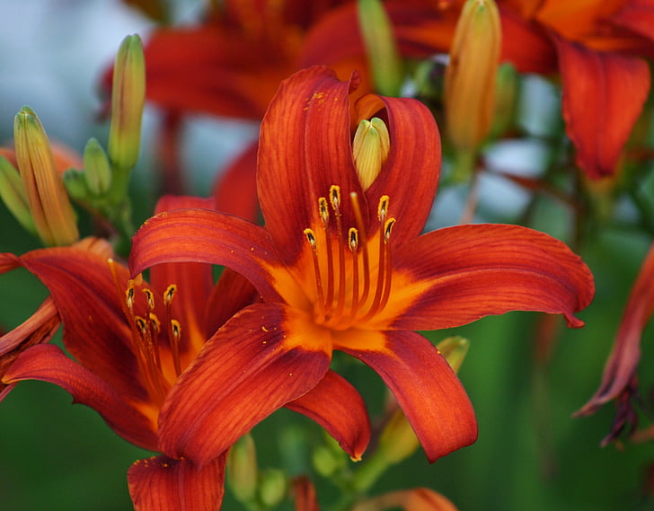 Lily, màu da cam, Hoa, Blossom, nở hoa, sáng sủa, đầy màu sắc