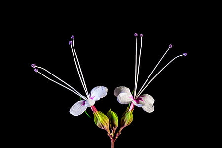 Αγριολούλουδο, λουλούδι, άνθος, άνθιση, λευκό ροζ, φύση, φυτό