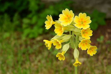 Petrklíč, Jarní Petrklíč, Primula veris, Jarní aspekt, jarní květiny, žluté květy, květ