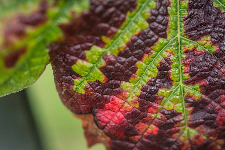 efterår, Winery, blad, tekstur, farve, mønster, makro