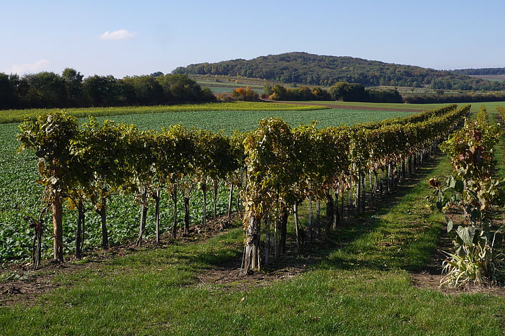 vineyard, country, fields, nature, hill, autumn