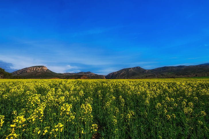 rapeseed fields, landscape, yellow, nature, flower, flowers, sky