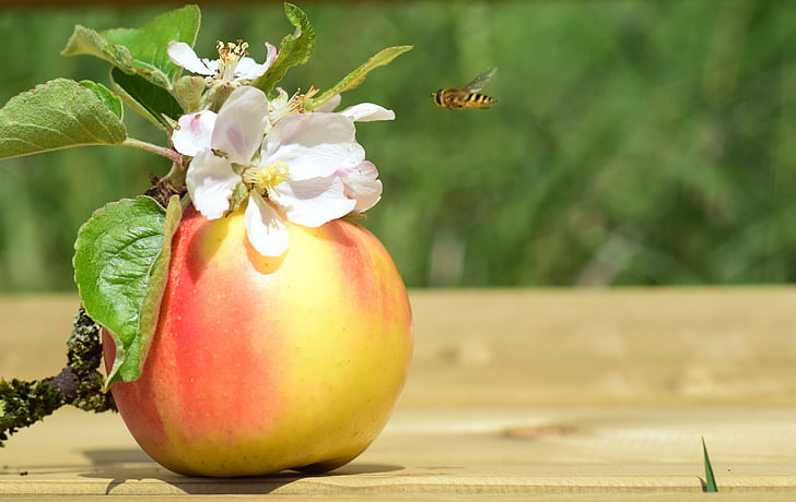 Apple, fiore di melo, primavera, Blossom, Bloom, kernobstgewaechs, volare
