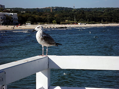 Seagull, pájaro, mar, el mar Báltico, Playa, Sopot, el muelle