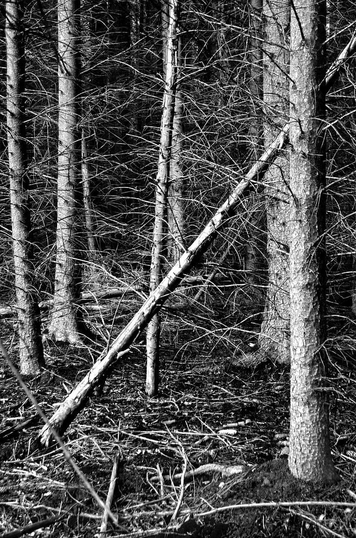 nature, forest, trees, black and white