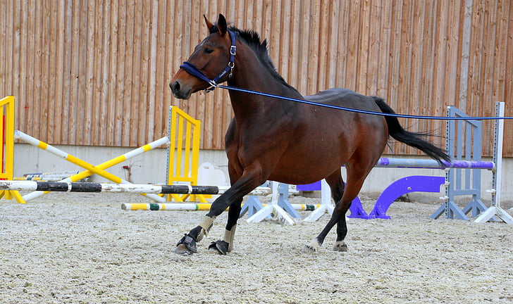 horse, dark brown, lunging, lunge, training, clay court, hurdles