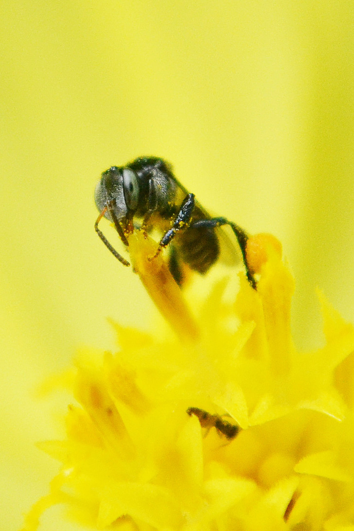 Tiny bee, Bee, bloem, bloem centrum, nectar, honing, honingbij