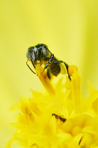pequena abelha, abelha, flor, Centro de flor, néctar, Querida, abelha